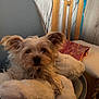 dog, plush_toy, chair, wooden_chair, indoor, pet, fur, animal, cozy, relaxed, home, wallpaper, pattern, seat, furniture, small_dog, cute, companionship, domestic, comfort