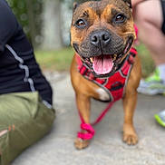 Shana a rejoint le concours — aidez-le/la à gagner de superbes lots ! dog, happy, smiling, tongue_out, red_harness, pet, animal, outdoor, concrete, people, legs, blurred_background, greenery, casual_clothing, sitting, close_up, brown_dog, leash, friendly, companion