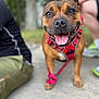 dog, happy, smiling, tongue_out, red_harness, pet, animal, outdoor, concrete, people, legs, blurred_background, greenery, casual_clothing, sitting, close_up, brown_dog, leash, friendly, companion