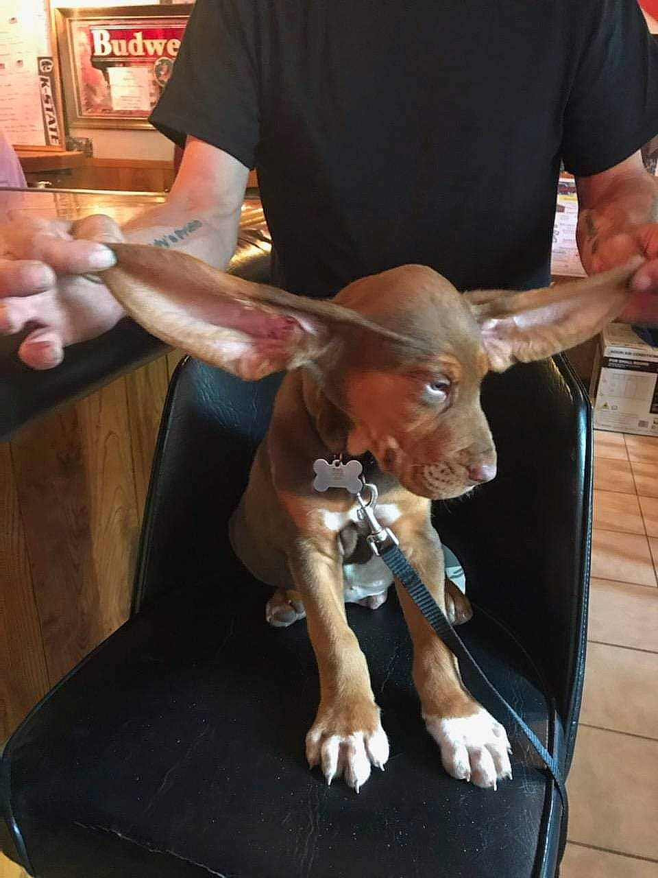 Floyd is registered to the contest to win money with this photo: carnivore, companion_dog, dog, dog_breed, elbow, fawn, foot, gesture, hand, human_leg, joint, knee, lap, leg, nail, sporting_group, thigh, thumb, working_animal, wrist