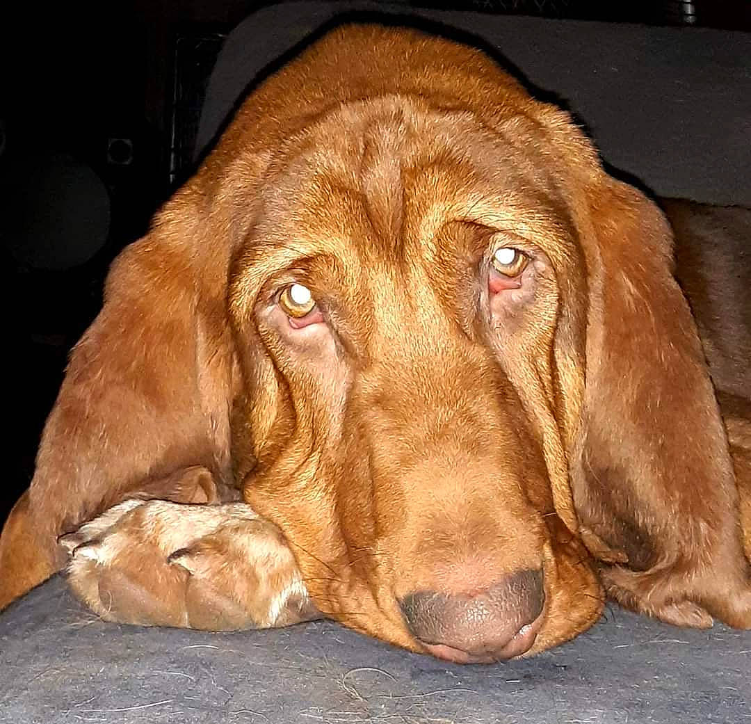 Floyd joined the competition — help win amazing prizes! brown, canidae, carnivore, companion_dog, dog, dog_breed, fawn, fur, gun_dog, hound, hunting_dog, liver, sporting_group, working_animal, working_dog