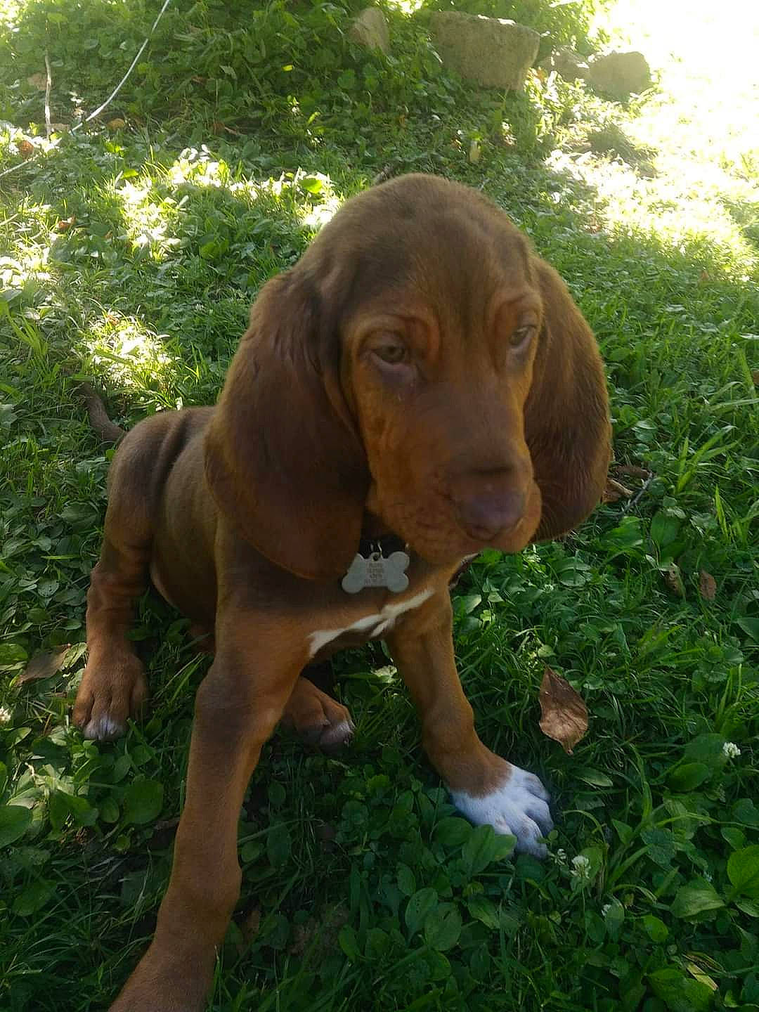 Floyd is registered to the contest to win money with this photo: canidae, carnivore, companion_dog, dog, dog_breed, fawn, grass, gun_dog, hound, hunting_dog, liver, plant, snout, sporting_group, terrestrial_animal, wood, working_animal