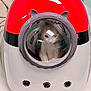 Jiggy is registered to the contest to win money with this photo: animal, bubble_window, cat, container, curious, cute, domestic, ears_shaped, explorer, face_visible, futuristic, glass, indoor, isolated, pet_carrier, portable, red, reflection, small, white