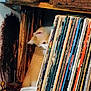 cat, cat_peeking, collection, cozy, curious_cat, feline, hidden, home_interior, indoor, music, orange_cat, pet, quiet, record_collection, record_store, retro, shelving, stacked_records, vinyl_records, wooden_shelf