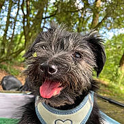 Toby participe au concours pour gagner de l'argent avec cette photo : animal, black_dog, canine, closeup, daylight, dog, forest, fur, greenery, happy, harness, nature, outdoor, panting, pet, playful, scruffy, smiling, sunlight, tongue_out