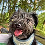animal, black_dog, canine, closeup, daylight, dog, forest, fur, greenery, happy, harness, nature, outdoor, panting, pet, playful, scruffy, smiling, sunlight, tongue_out
