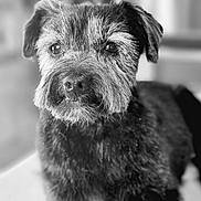 Toby a rejoint le concours — aidez-le/la à gagner de superbes lots ! dog, pet, black_and_white, portrait, fur, animal, canine, close_up, indoor, cute, mammal, whiskers, ears, face, nose, eyes, furry, looking_away, domestic_animal, companion