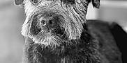 Toby a rejoint le concours — aidez-le/la à gagner de superbes lots ! animal, black_and_white, canine, close_up, companion, cute, dog, domestic_animal, ears, eyes, face, fur, furry, indoor, looking_away, mammal, nose, pet, portrait, whiskers
