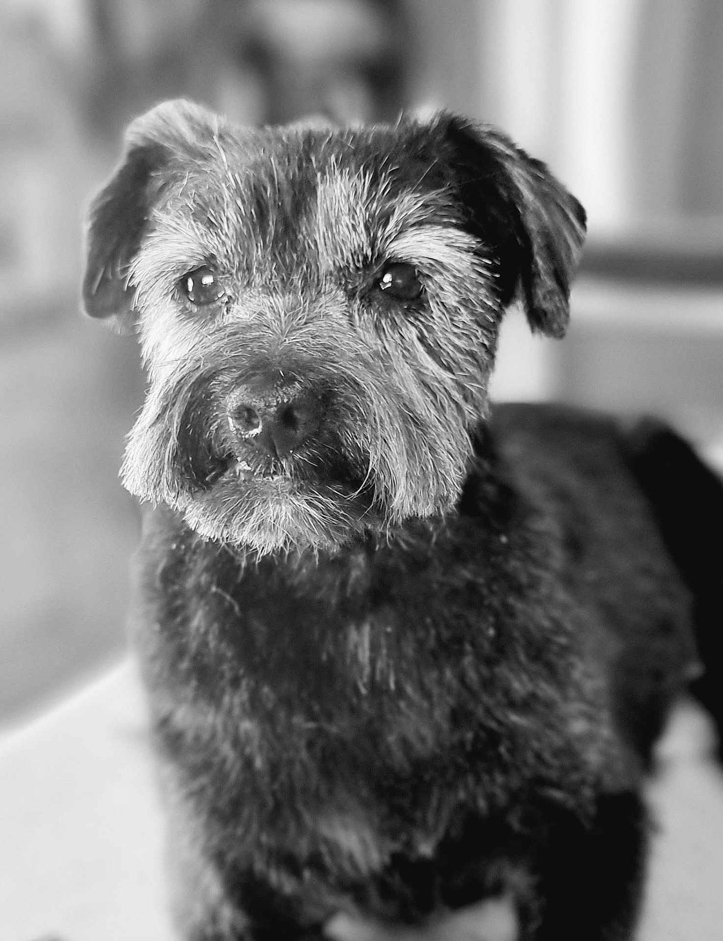 Toby