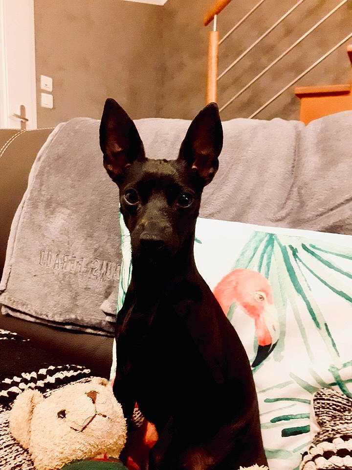 Ina participe au concours pour gagner de l'argent avec cette photo : ball, canidae, carnivore, collar, comfort, companion_dog, dog, dog_breed, dog_collar, ear, fawn, guard_dog, mammal, prazsky_krysarik, snout, sporting_group, toy_dog, vertebrate, whiskers, working_animal