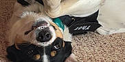 Thor joined the competition — help win amazing prizes! animal, black_fur, black_harness, brown_fur, canine, carpet, cute, dog, ears, funny_pose, indoor, nose, paw, pet, playful, relaxed, smiling, teal_collar, upside_down, white_fur
