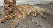 Abu a rejoint le concours — aidez-le/la à gagner de superbes lots ! cat, orange_tabby, pet, animal, feline, indoor, floor, tile, relaxed, lying_down, whiskers, ears, tail, fur, domestic_cat, young_cat, cute, mammal, home, resting