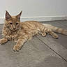 cat, orange_tabby, pet, animal, feline, indoor, floor, tile, relaxed, lying_down, whiskers, ears, tail, fur, domestic_cat, young_cat, cute, mammal, home, resting