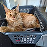 Abu a rejoint le concours — aidez-le/la à gagner de superbes lots ! cat, ginger_cat, laundry_basket, indoor, feline, pet, yellow_eyes, fluffy_fur, relaxed, curious, plastic_basket, home_interior, table, decor, floor_tiles, domestic_animal, whiskers, ears, paw, resting