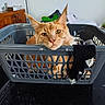 Abu participe au concours pour gagner de l'argent avec cette photo : cat, orange_cat, laundry_basket, sock, indoor, furniture, relaxed, pet, animal, curious, resting, domestic, cozy, whiskers, ears, eyes, table, wooden_cabinet, houseplant, lamp