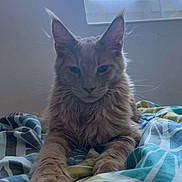 Abu participe au concours pour gagner de l'argent avec cette photo : cat, fluffy, bed, blanket, window, indoor, feline, pet, animal, resting, paws, fur, muzzle, ears, light, shadow, relaxed, cozy, domestic, quiet