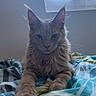 cat, fluffy, bed, blanket, window, indoor, feline, pet, animal, resting, paws, fur, muzzle, ears, light, shadow, relaxed, cozy, domestic, quiet