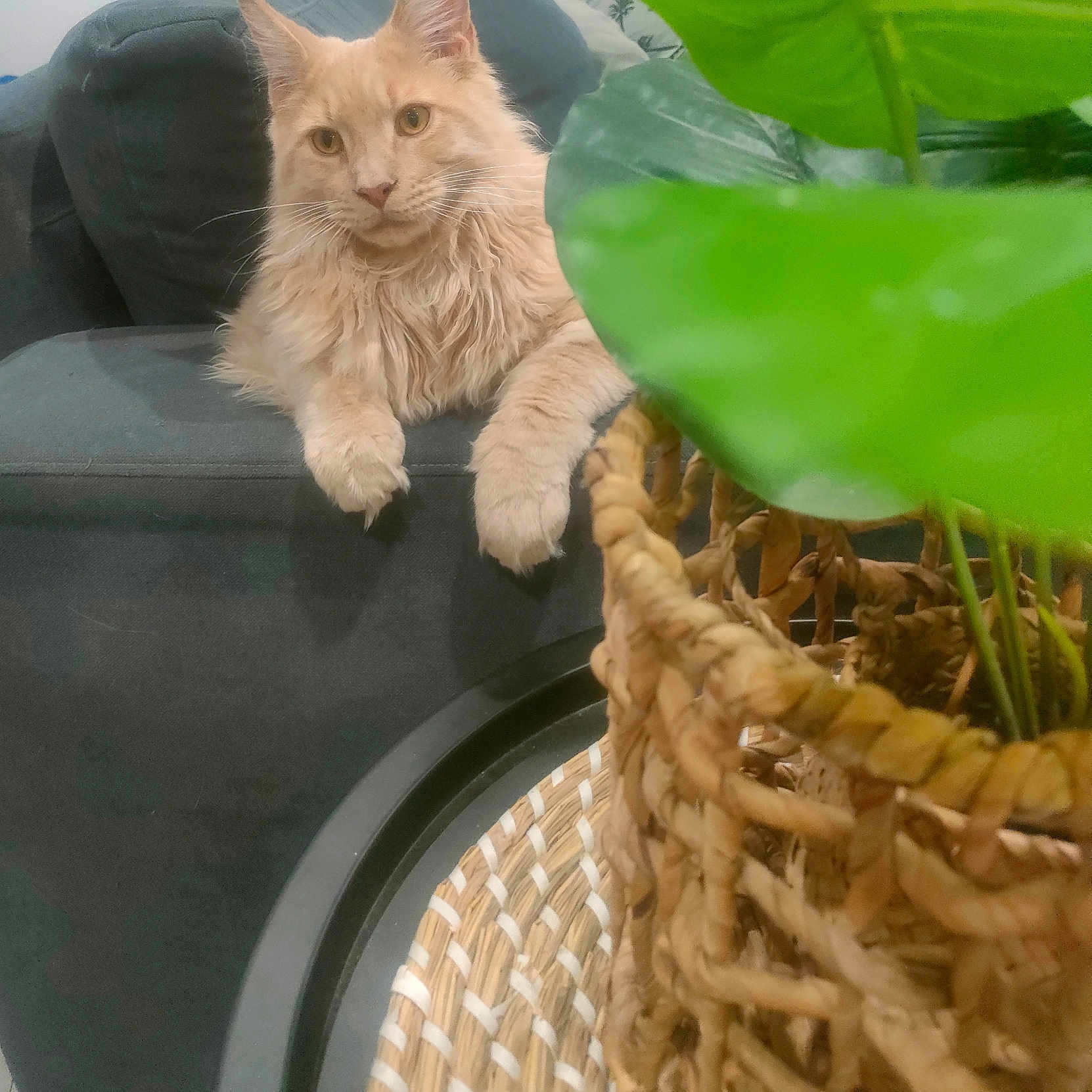 Abu participe au concours pour gagner de l'argent avec cette photo : cat, fluffy, couch, indoor, plant, basket, green_leaves, pet, feline, relaxed, home, cozy, fur, portrait, animal, domestic, living_room, orange_cat, whiskers, ears