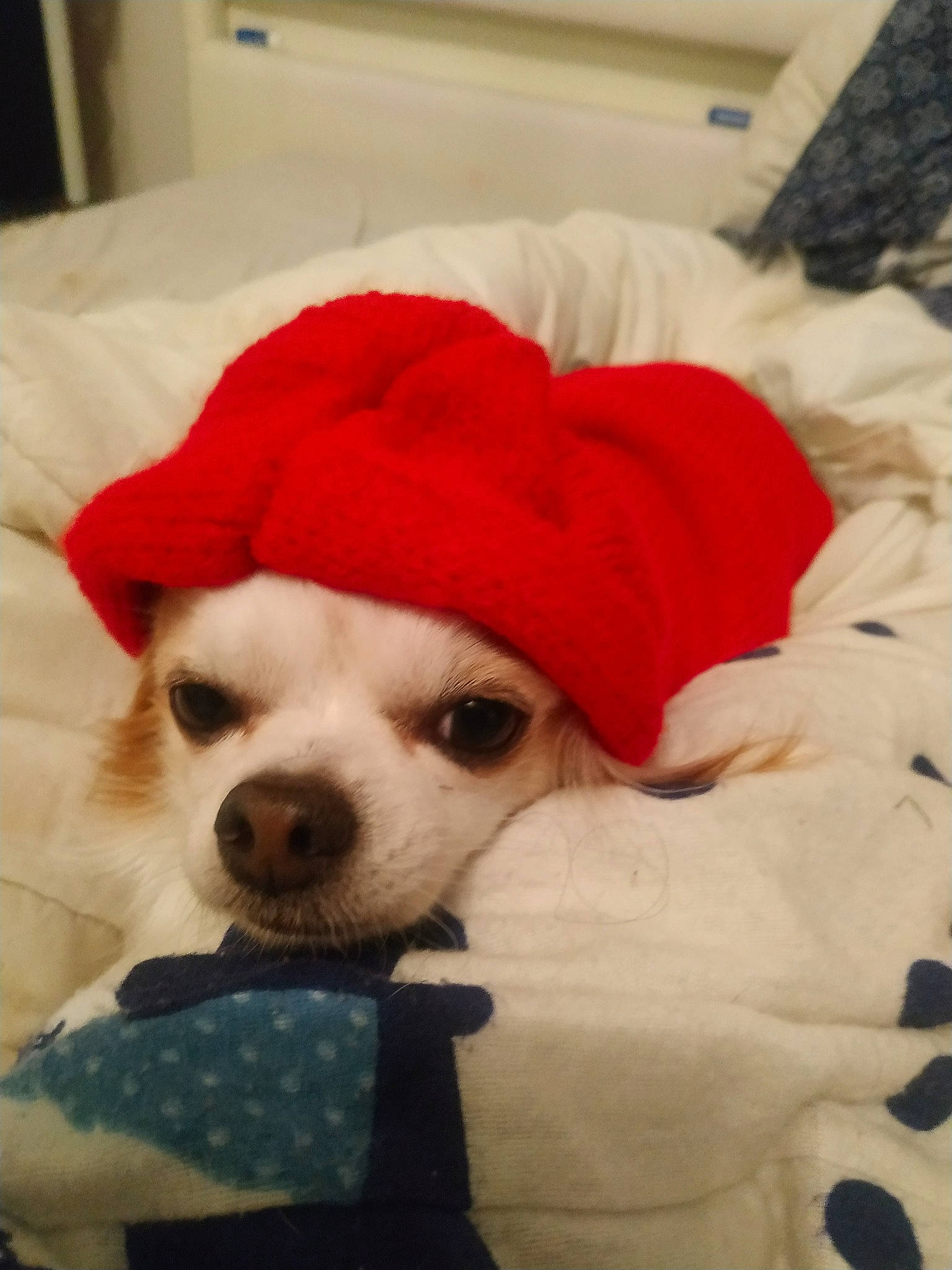 Chichi a rejoint le concours — aidez-le/la à gagner de superbes lots ! canidae, carnivore, chihuahua, christmas, companion_dog, dog, dog_breed, dog_clothes, fawn, fictional_character, mammal, nose, puppy, puppy_love, snout, toy_dog