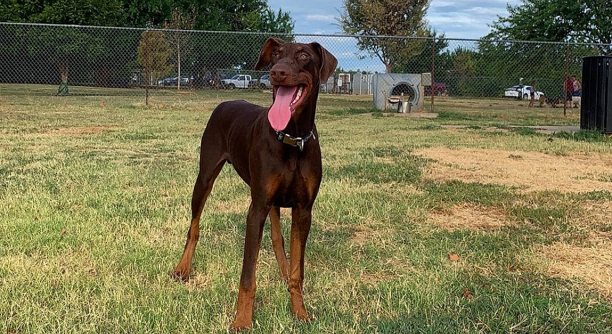 Bruno joined the competition — help win amazing prizes! canidae, carnivore, cloud, collar, dog, dog_breed, dog_sports, dog_supply, fawn, grass, grassland, liver, plant, sighthound, sky, snout, sporting_group, terrestrial_animal, tree, working_animal