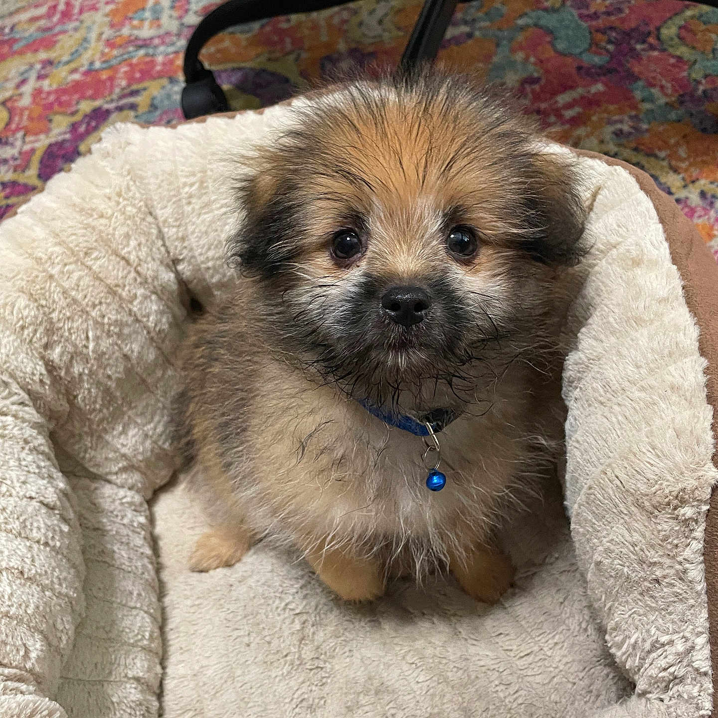 Dobby joined the competition — help win amazing prizes! accessories, affenpinscher, animal, blanket, canine, cat, clothing, cockerspaniel, couch, dog, furniture, homedecor, knitwear, papillon, pet, poodle, puppy, strap, sweater, terrier