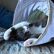 Meeko Clegg is registered to the contest to win money with this photo: cat, black_and_white, sleeping, napping, pet, animal, paw, pink_paw_pads, whiskers, fur, indoor, fabric_tunnel, blanket, rug, cozy, relaxed, upside_down, closeup, cute, home