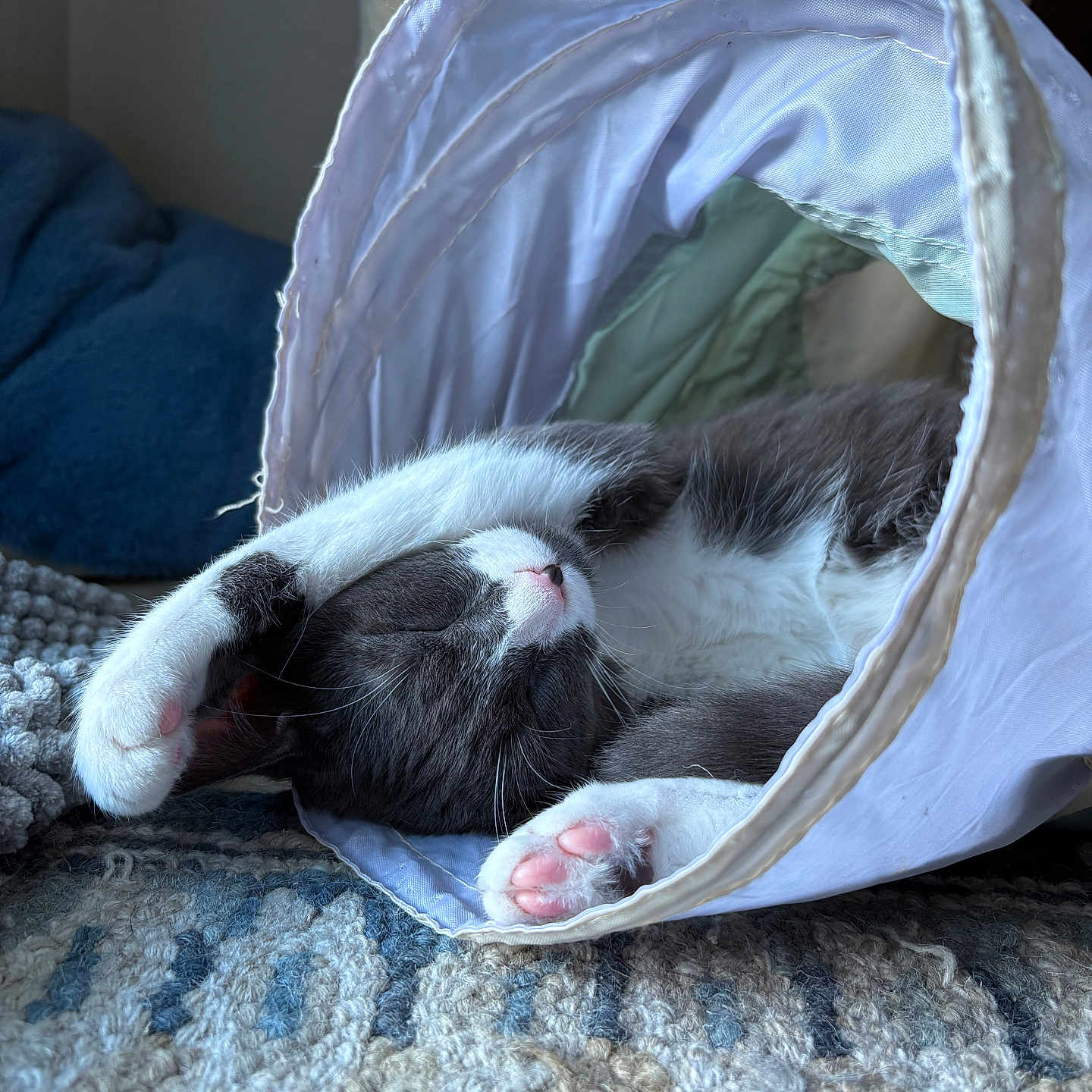 Meeko Clegg is registered to the contest to win money with this photo: cat, black_and_white, sleeping, napping, pet, animal, paw, pink_paw_pads, whiskers, fur, indoor, fabric_tunnel, blanket, rug, cozy, relaxed, upside_down, closeup, cute, home