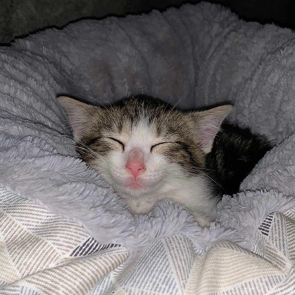 Whiskey joined the competition — help win amazing prizes! abyssinian, animal, bed, bedroom, blanket, cat, couch, cushion, face, furniture, head, homedecor, indoors, kitten, manx, person, pet, quilt, room, sleeping