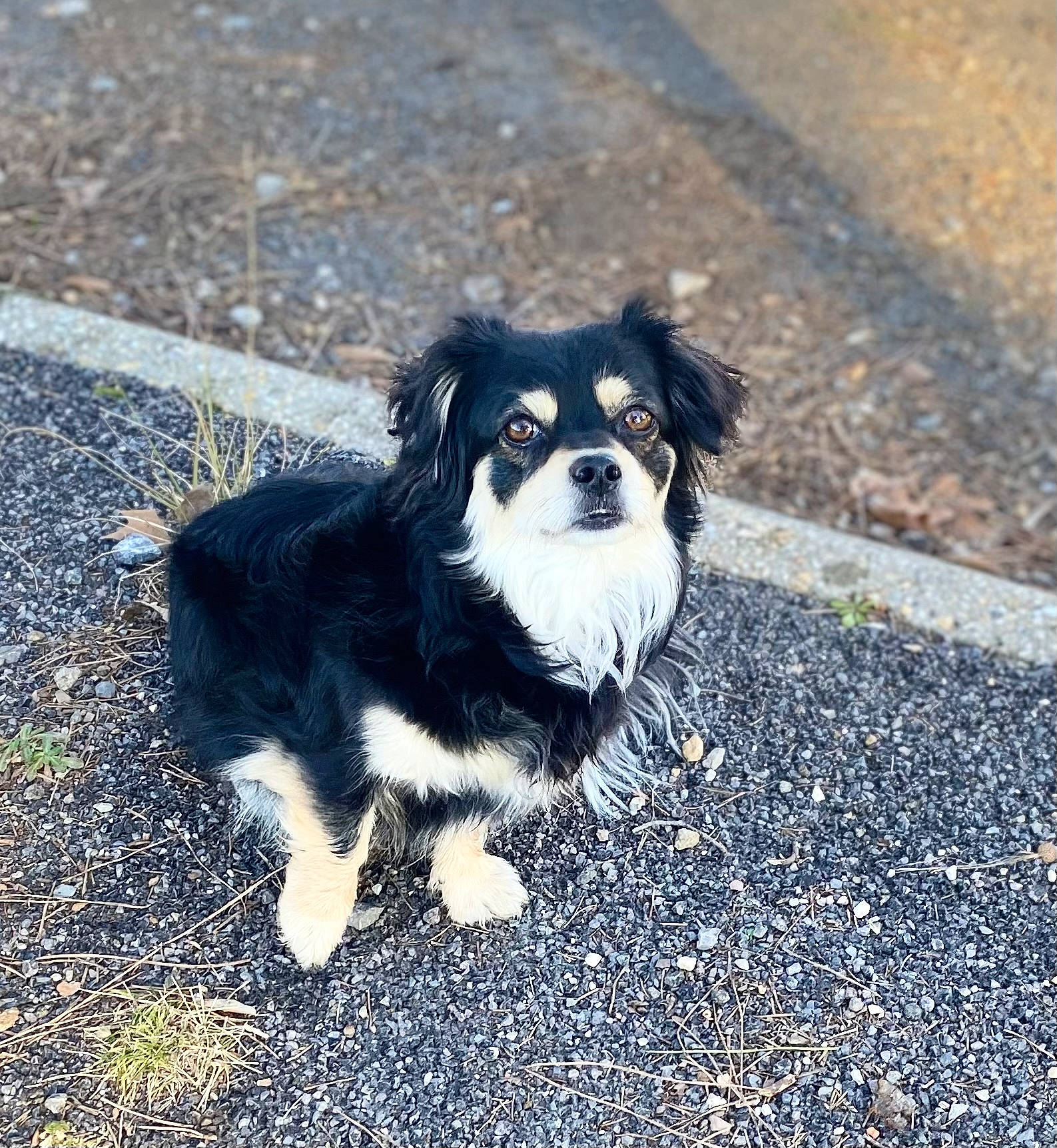 Oreane a rejoint le concours — aidez-le/la à gagner de superbes lots ! asphalt, canidae, carnivore, companion_dog, dog, dog_breed, fur, grass, herding_dog, puppy, road_surface, shadow, snout, soil, sporting_group, tar, terrestrial_animal, toy_dog, working_animal, working_dog