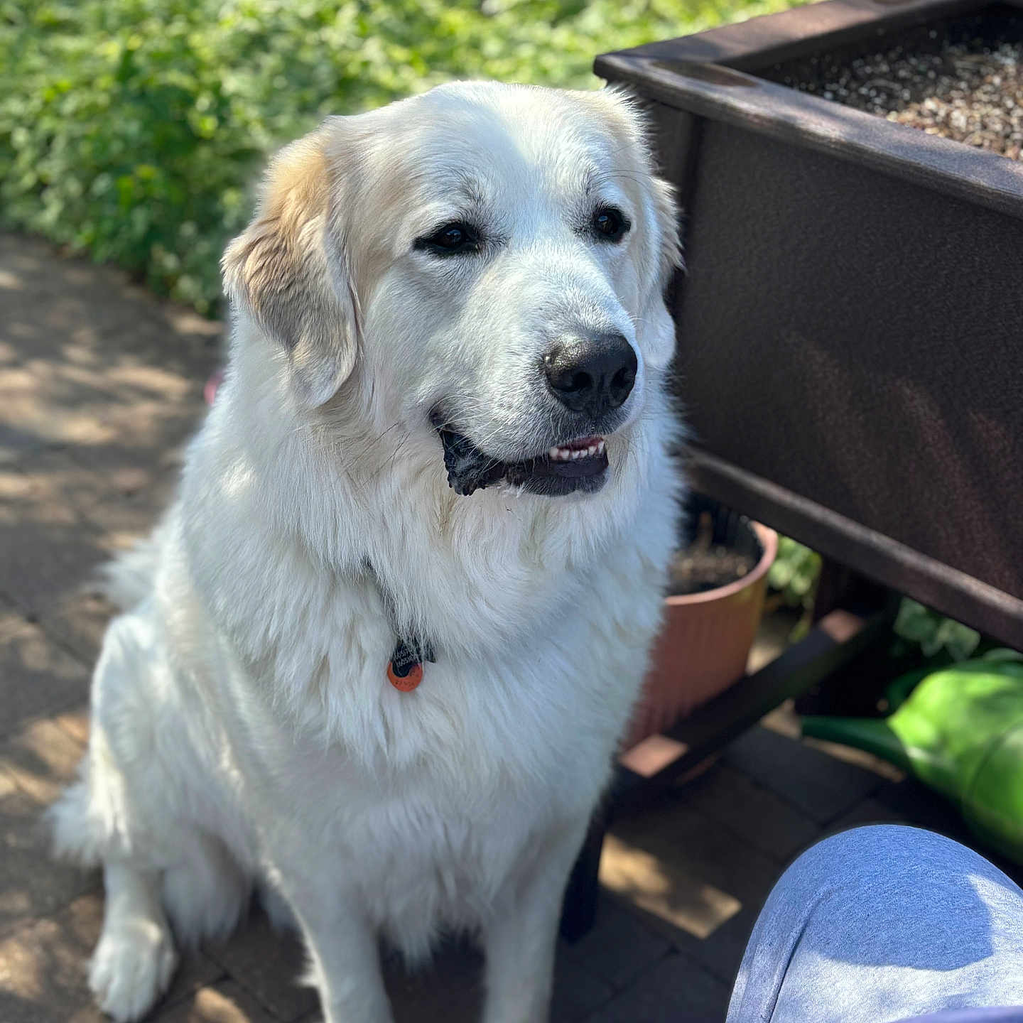 Ace is registered to the contest to win money with this photo: animal, boy, canine, child, dog, eskimodog, goldenretriever, jar, labradorretriever, male, person, pet, plant, planter, pottedplant, pottery, puppy, slate, vase, whitedog