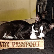 Asperigus joined the competition — help win amazing prizes! cat, black_and_white, sleeping, wooden_box, indoor, pet, animal, resting, cozy, feline, close_up, whiskers, ears, fur, domestic_cat, relaxed, household, portrait, cute, laying_down