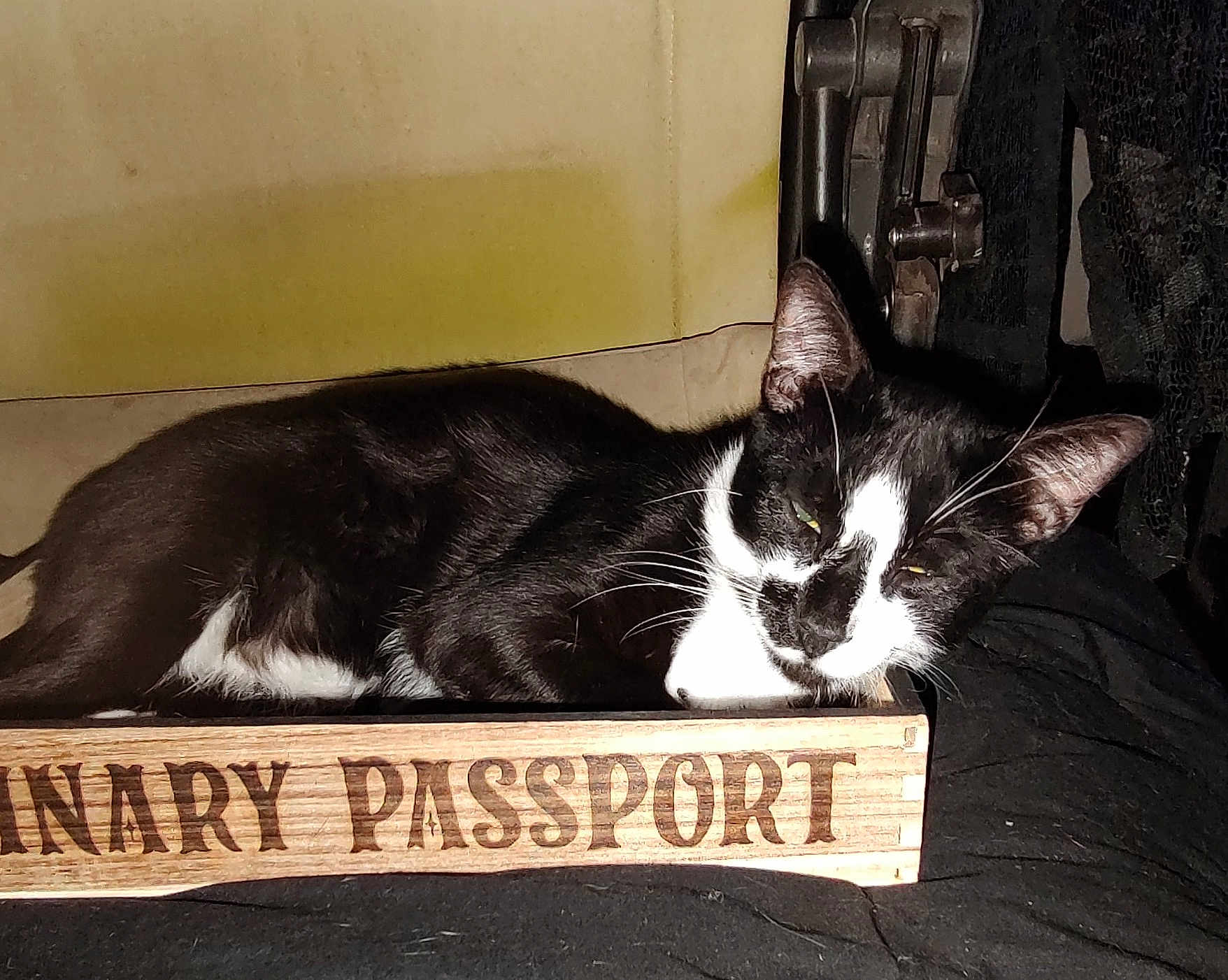 Asperigus joined the competition — help win amazing prizes! cat, black_and_white, sleeping, wooden_box, indoor, pet, animal, resting, cozy, feline, close_up, whiskers, ears, fur, domestic_cat, relaxed, household, portrait, cute, laying_down
