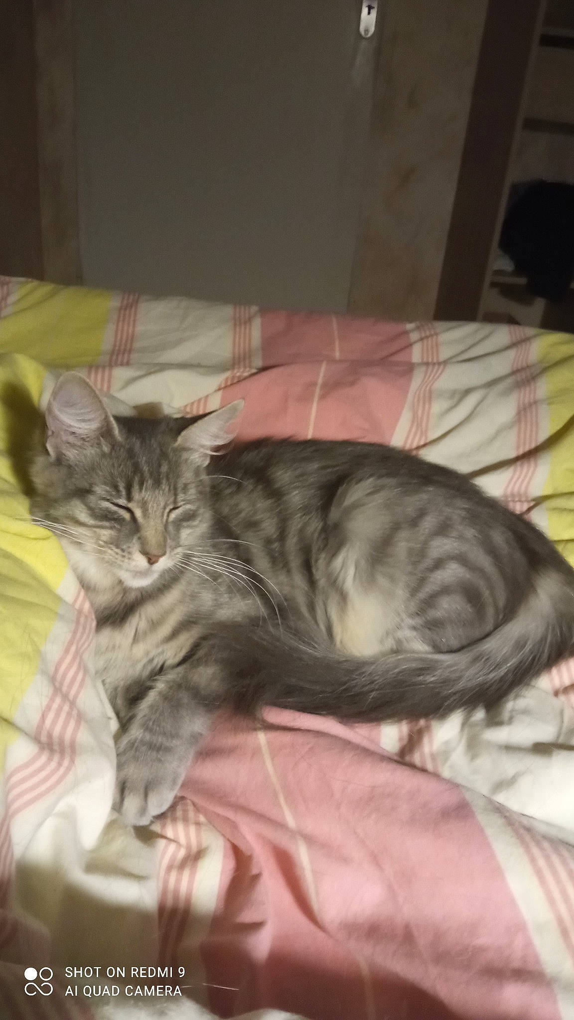 Rahma participe au concours pour gagner de l'argent avec cette photo : bed, carnivore, cat, claw, comfort, domestic_short_haired_cat, felidae, fur, grey, linens, nap, paw, sleep, small_to_medium_sized_cats, tail, whiskers