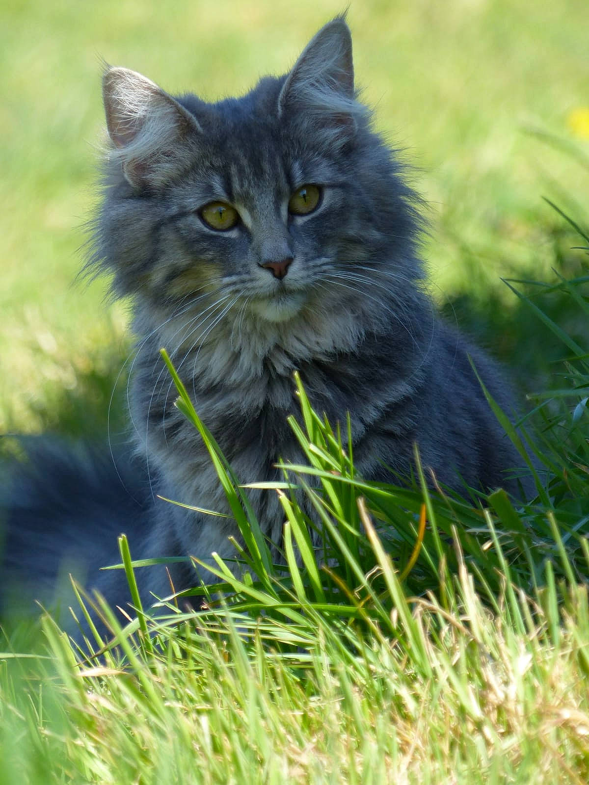Rahma a rejoint le concours — aidez-le/la à gagner de superbes lots ! british_longhair, carnivore, cat, domestic_short_haired_cat, felidae, flowering_plant, fur, grass, grassland, groundcover, maine_coon, plant, poales, sitting, small_to_medium_sized_cats, snout, tail, terrestrial_animal, whiskers, wildlife