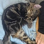 Toast Jalapeño joined the competition — help win amazing prizes! cat, tabby_cat, sleeping, curled_up, paw, denim_shorts, person, lap, resting, feline, striped_fur, cozy, indoor, relaxation, cute, pet, animal, soft_fur, couch, casual_clothing