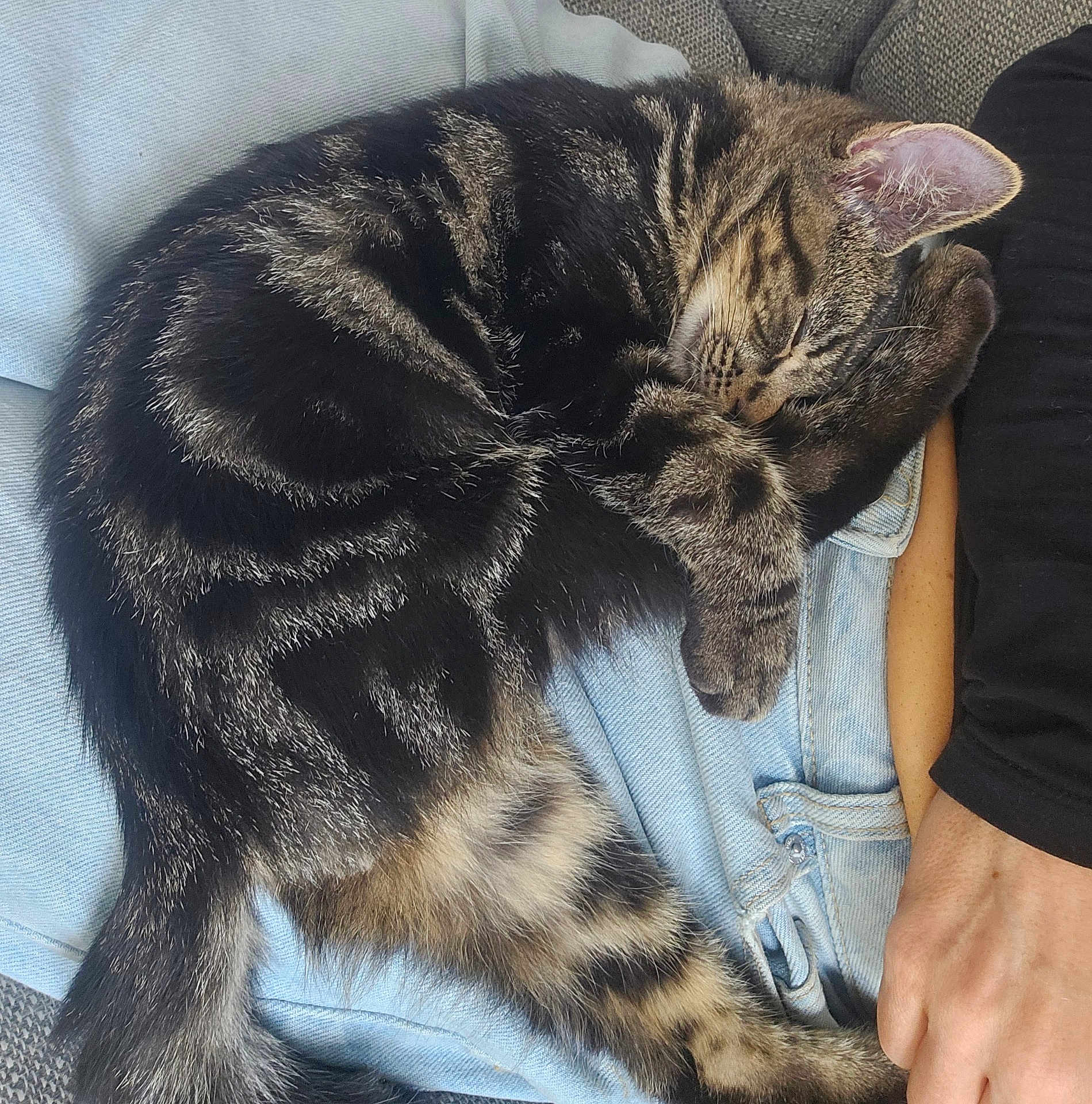Toast Jalapeño joined the competition — help win amazing prizes! cat, tabby_cat, sleeping, curled_up, paw, denim_shorts, person, lap, resting, feline, striped_fur, cozy, indoor, relaxation, cute, pet, animal, soft_fur, couch, casual_clothing