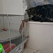 Toast Jalapeño joined the competition — help win amazing prizes! cat, hamster, cage, indoor, pet, curious, tabby_cat, small_animal, window_sill, white_wall, handwritten_note, colorful_drawing, pet_care, animal_interaction, furniture, plastic_bottle, led_strip, floor, close_up, domestic