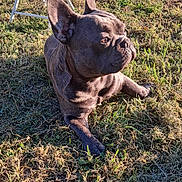 Végas a rejoint le concours — aidez-le/la à gagner de superbes lots ! dog, french_bulldog, outdoor, grass, sunlight, pet, animal, canine, resting, nature, sunny, daylight, mammal, closeup, side_view, stool, metal, ground, relaxing, shadow