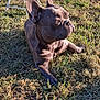 dog, french_bulldog, outdoor, grass, sunlight, pet, animal, canine, resting, nature, sunny, daylight, mammal, closeup, side_view, stool, metal, ground, relaxing, shadow