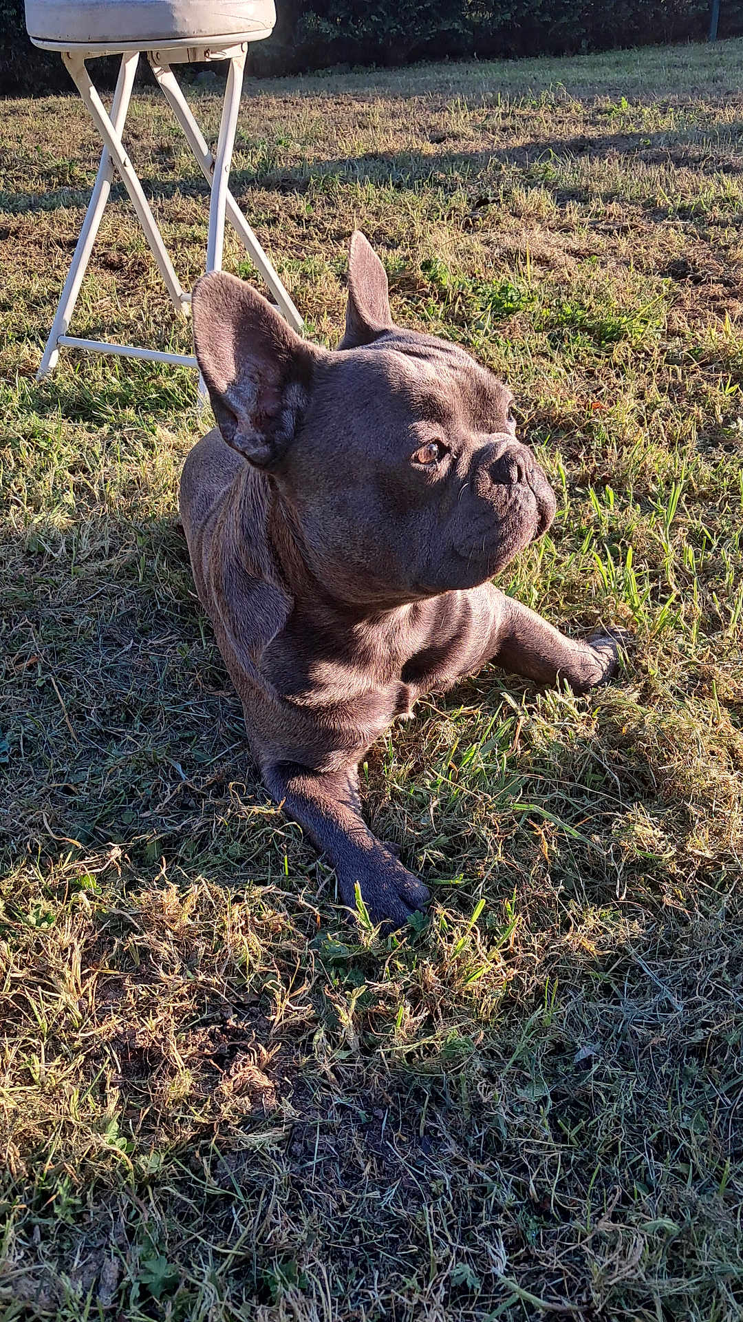 Végas a rejoint le concours — aidez-le/la à gagner de superbes lots ! dog, french_bulldog, outdoor, grass, sunlight, pet, animal, canine, resting, nature, sunny, daylight, mammal, closeup, side_view, stool, metal, ground, relaxing, shadow