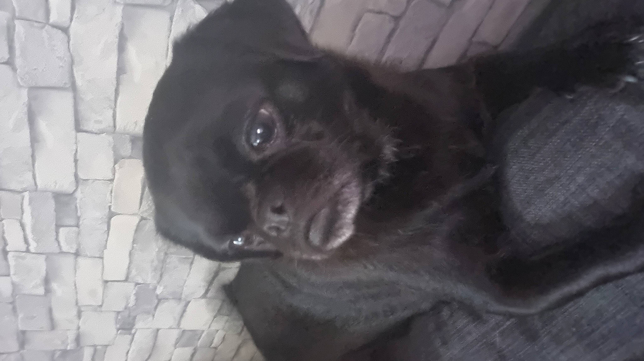 Daisy is registered to the contest to win money with this photo: borador, canidae, carnivore, companion_dog, dog, dog_breed, electric_blue, felidae, fur, grey, liver, sporting_group, terrestrial_animal, whiskers, working_animal