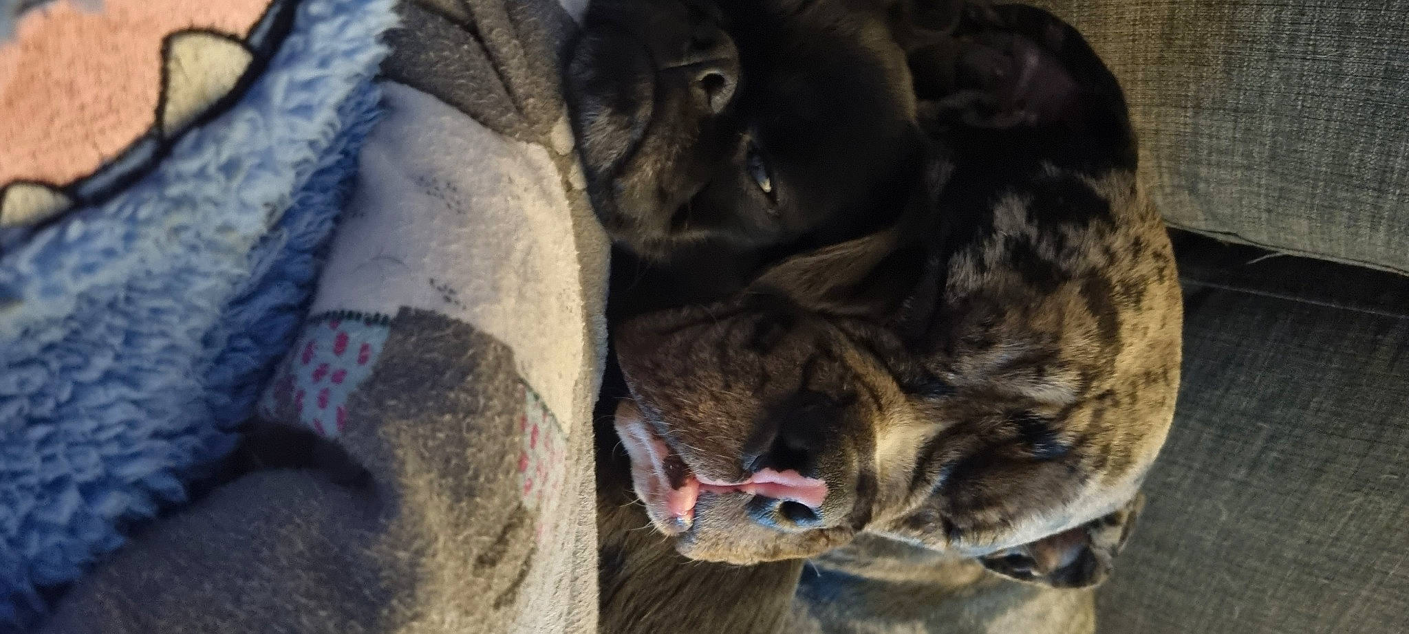 Buster joined the competition — help win amazing prizes! canidae, carnivore, comfort, companion_dog, dog, dog_breed, fang, fawn, fur, guard_dog, liver, non_sporting_group, snout, sporting_group, terrestrial_animal, whiskers, working_animal, wrinkle