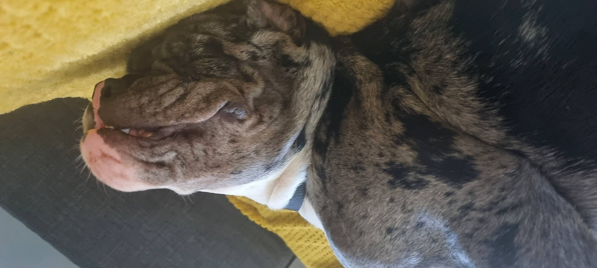Buster is registered to the contest to win money with this photo: ancient_dog_breeds, canidae, carnivore, companion_dog, dog, dog_breed, ear, fawn, fur, liver, non_sporting_group, pug, snout, sporting_group, terrestrial_animal, treeing_tennessee_brindle, whiskers, wrinkle
