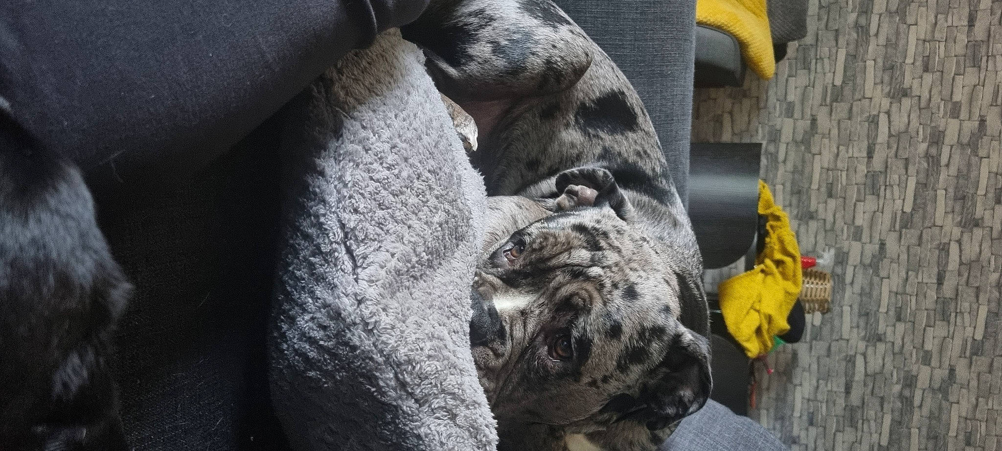 Buster joined the competition — help win amazing prizes! art, big_cats, bored, canidae, carnivore, comfort, dog, dog_breed, felidae, fur, grey, monument, sculpture, small_to_medium_sized_cats, snout, sporting_group, statue, terrestrial_animal, whiskers, wildlife