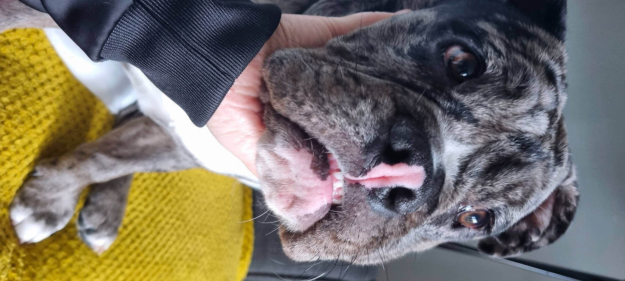 Buster is registered to the contest to win money with this photo: australian_cattle_dog, canidae, carnivore, cimarron_uruguayo, collar, companion_dog, dog, dog_breed, dog_collar, fawn, fur, giant_dog_breed, guard_dog, non_sporting_group, sporting_group, terrestrial_animal, whiskers, working_animal, working_dog, wrinkle