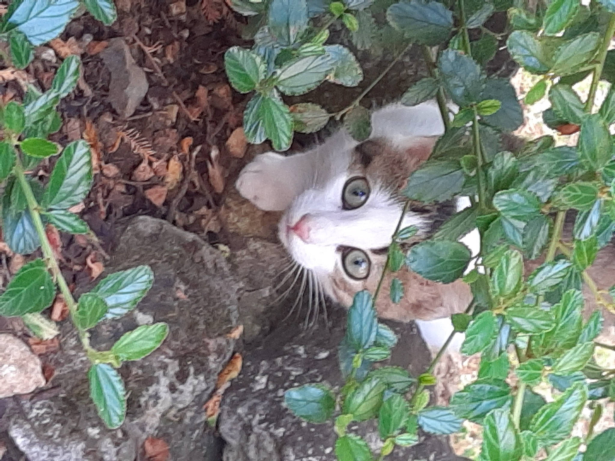 Donuts a rejoint le concours — aidez-le/la à gagner de superbes lots ! botany, carnivore, cat, domestic_short_haired_cat, felidae, fur, groundcover, leaf, organism, plant_stem, small_to_medium_sized_cats, snout, subshrub, terrestrial_animal, vertebrate, whiskers