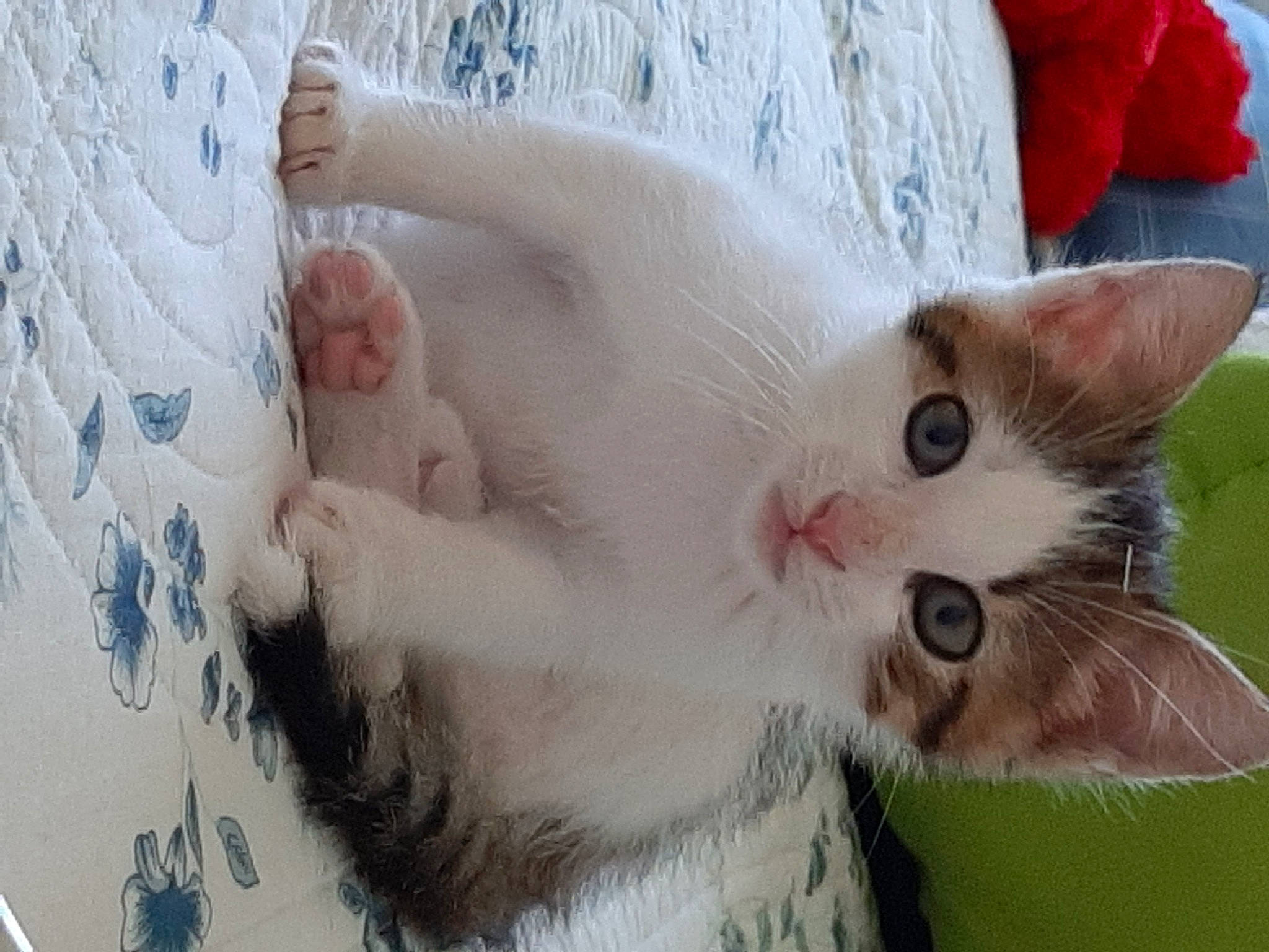 Donuts a rejoint le concours — aidez-le/la à gagner de superbes lots ! carnivore, cat, domestic_short_haired_cat, felidae, fur, linens, paw, skin, small_to_medium_sized_cats, snout, towel, turkish_angora, vertebrate, whiskers