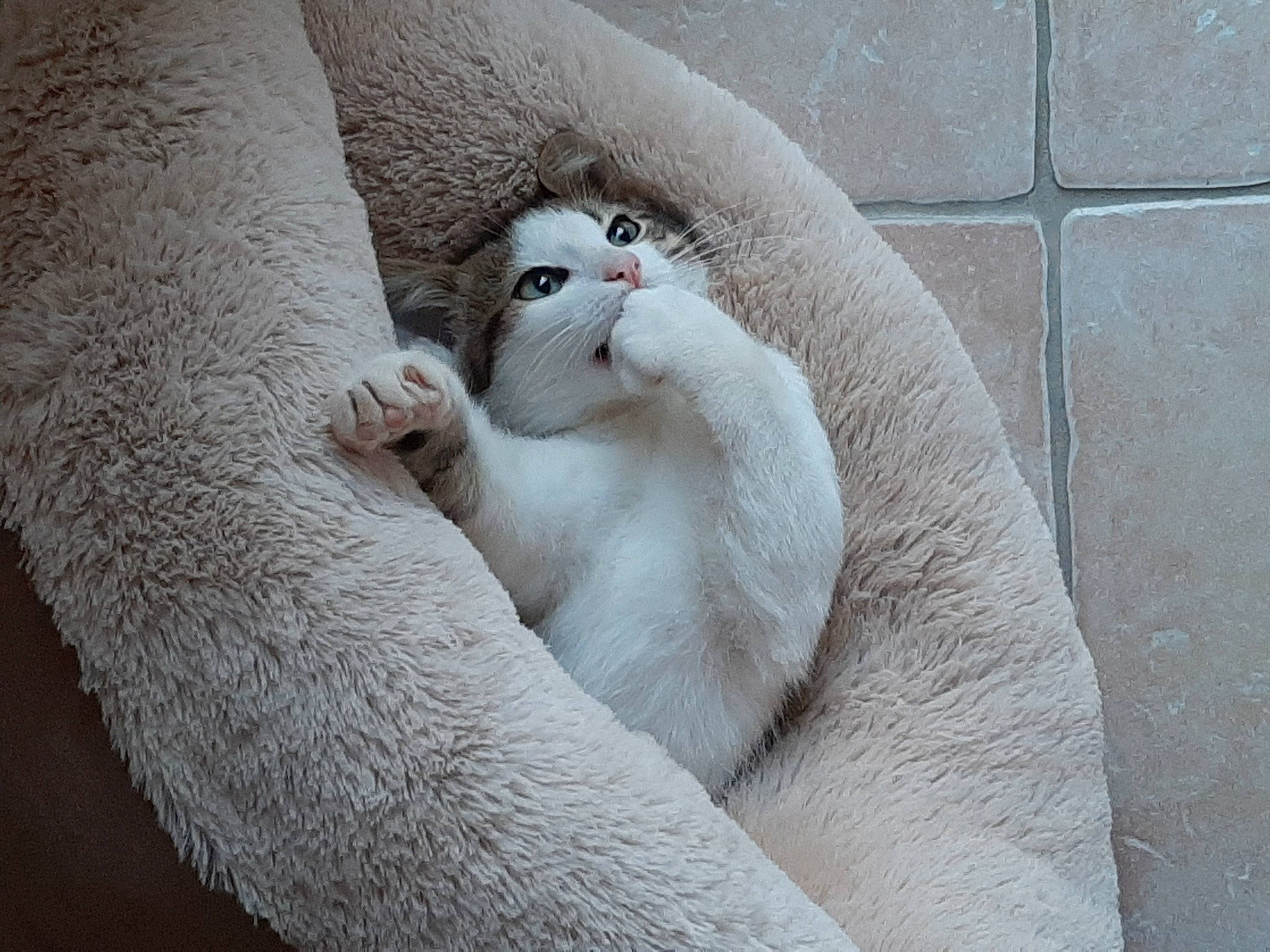 Donuts participe au concours pour gagner de l'argent avec cette photo : carnivore, cat, comfort, domestic_short_haired_cat, felidae, fur, grey, paw, pet_supply, small_to_medium_sized_cats, snout, stone_wall, vertebrate, whiskers