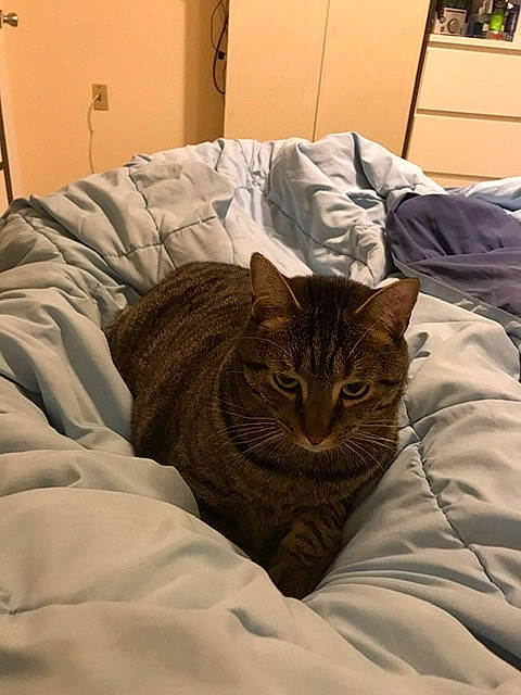 Jeffrey joined the competition — help win amazing prizes! american_shorthair, asian, bed, bed_sheet, carnivore, cat, comfort, domestic_short_haired_cat, dragon_li, european_shorthair, felidae, fur, furniture, kitten, linens, room, small_to_medium_sized_cats, tabby_cat, textile, whiskers