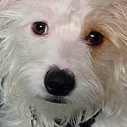 Toby is registered to the contest to win money with this photo: dog, close_up, white_fur, fluffy, pet, animal, collar, portrait, cute, face, nose, eyes, fur, domestic_animal, mammal, looking, canine, whiskers, expression, indoors